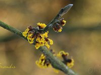 Hamamelis Brandis 2015 02 07 3012